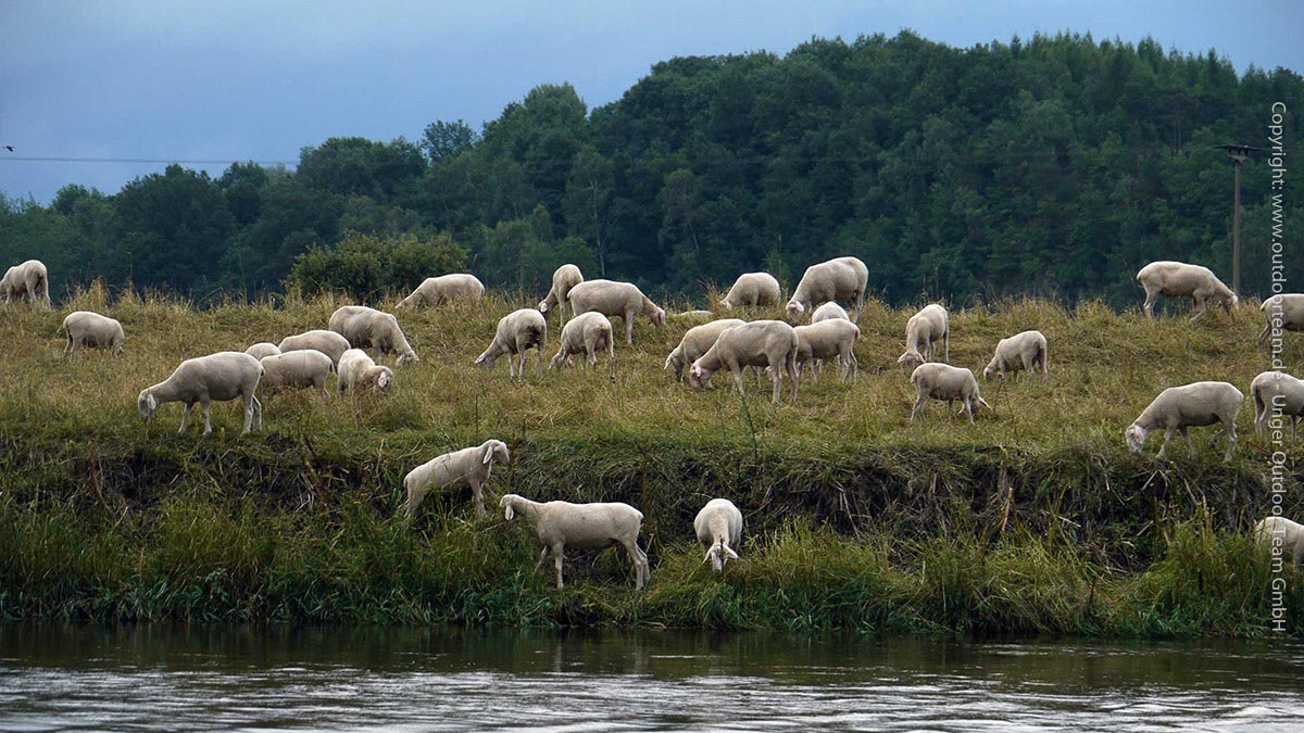 Von Zeit zu Zeit weiden Schafe die Deiche und Uferbereiche am gegenüberliegenden Ufer ab.