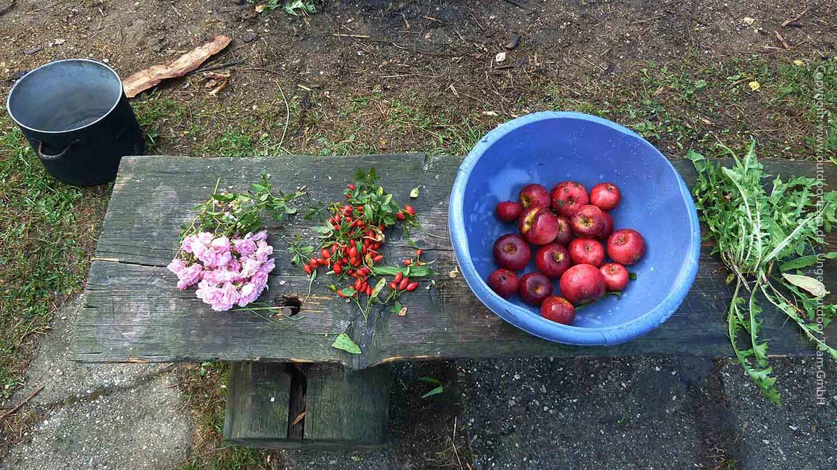 Süße Äpfel von einem verwilderten Apfelbaum, wilde Rosenblüten und Hagebutten - Fundsachen nach 30 Minuten "Suche" zum Herbst-Survivalkurs.