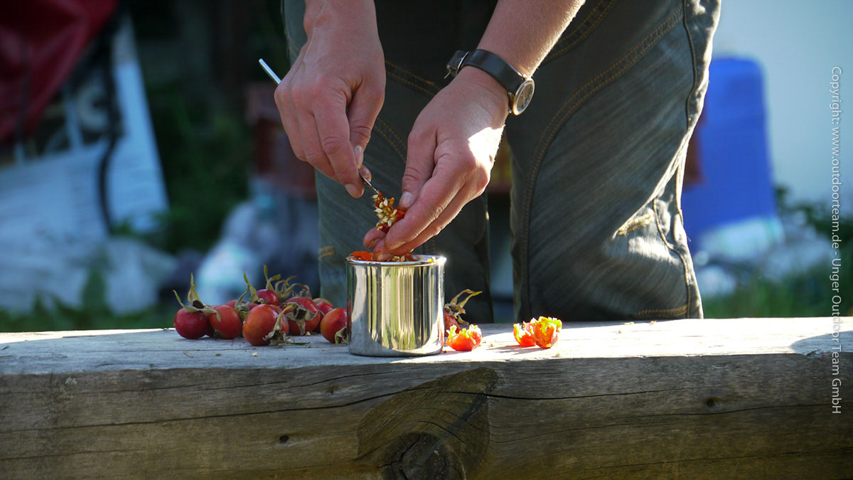 Blütenblätter von wilden Heckenrosenbüschen - und natürlich die zerkleineten Hagebutten liefern die Grundlage für einen wohlschmeckenden Tee.
